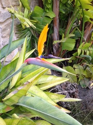 Ave del paraiso Ave del paraiso