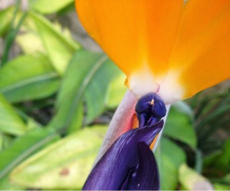 Ave del paraiso Ave del paraiso