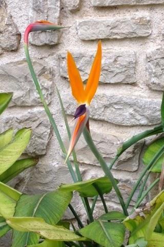 Ave del paraiso Ave del paraiso