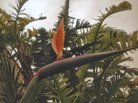 Ave del paraiso Ave del paraiso