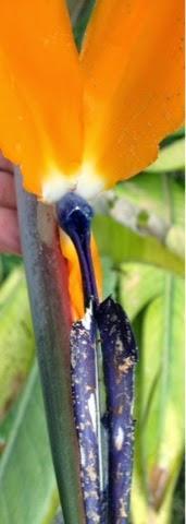 Ave del paraiso Ave del paraiso