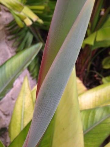 Ave del paraiso Ave del paraiso