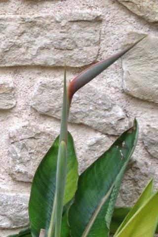 Ave del paraiso Ave del paraiso