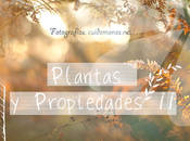 Plantas propiedades