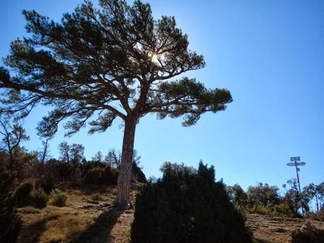 Pi de la Carabasseta (1.043 m). El Montsant