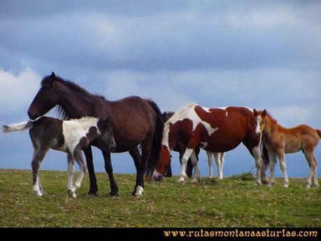 Ruta Llan de Cubel y Cueto: Caballos y potros