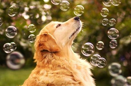 perro sano y feliz