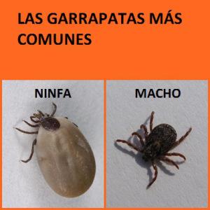 GARRAPATAS