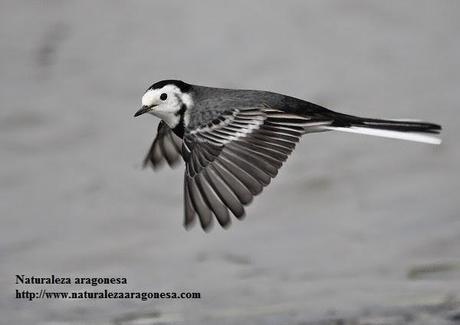 La Lavandera blanca (Motacilla alba) en Aragón - Pied Wagtail