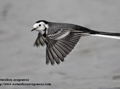 Lavandera blanca (Motacilla alba) Aragón Pied Wagtail