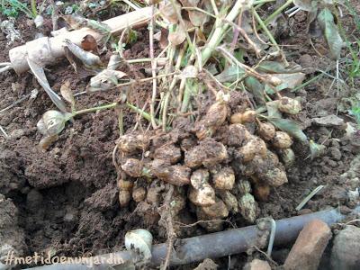 Metido en un huerto (otoño-invierno)