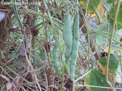 Metido en un huerto (otoño-invierno)