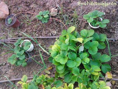 Metido en un huerto (otoño-invierno)