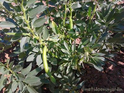 Metido en un huerto (otoño-invierno)