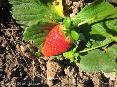 Metido en un huerto (otoño-invierno)