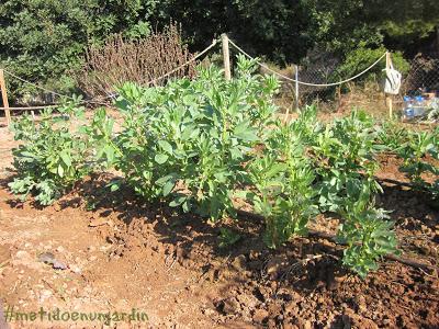 Metido en un huerto (otoño-invierno)