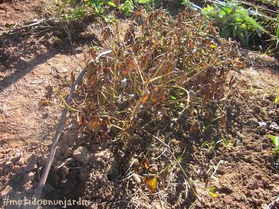 Metido en un huerto (otoño-invierno)