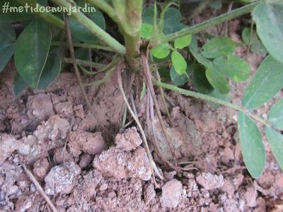 Metido en un huerto (otoño-invierno)