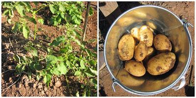 Metido en un huerto (otoño-invierno)