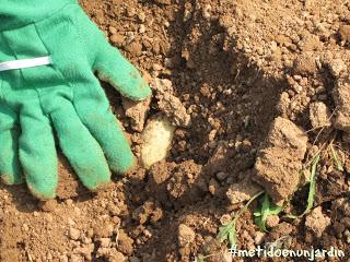 Metido en un huerto (III)