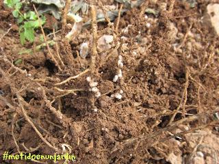 Metido en un huerto (III)