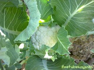 Metido en un huerto (III)