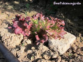 Metido en un huerto (III)