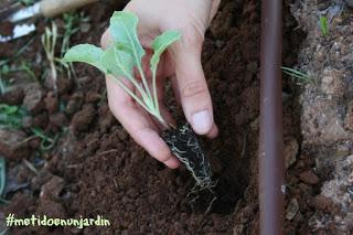 Metido en un huerto (III)