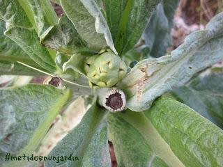 Metido en un huerto (III)