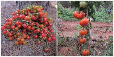 Metido en un huerto (verano 2013)