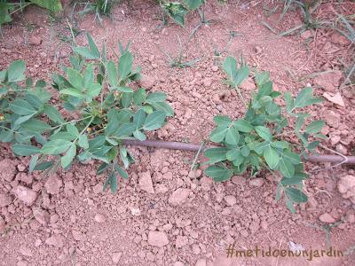 Metido en un huerto (verano 2013)