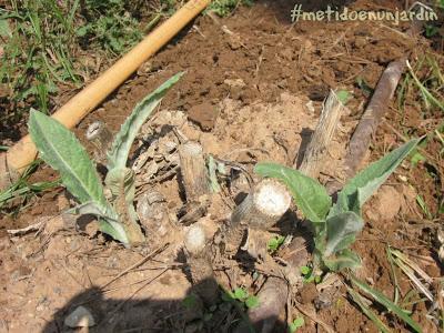 Metido en un huerto (verano 2013)