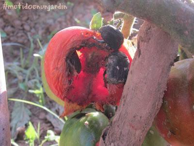 Metido en un huerto (verano 2013)