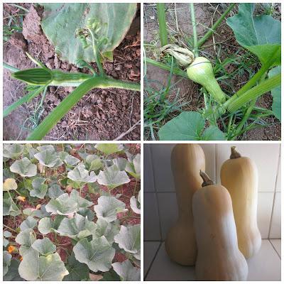 Metido en un huerto (verano 2013)