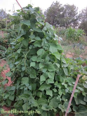 Metido en un huerto (verano 2013)