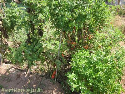 Metido en un huerto (verano 2013)