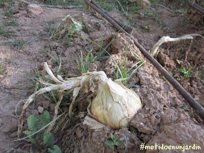 Metido en un huerto (IV)