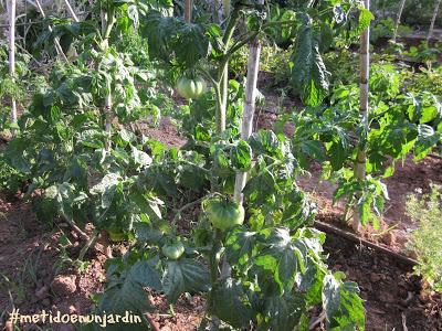 Metido en un huerto (IV)