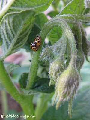 Metido en un huerto (IV)