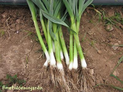 Metido en un huerto (IV)