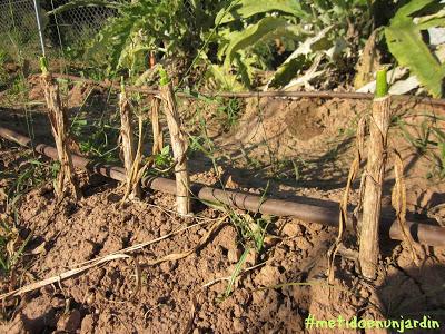 Metido en un huerto (IV)