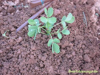 Metido en un huerto (IV)