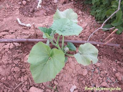 Metido en un huerto (IV)