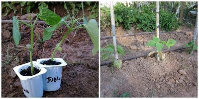 Metido en un huerto (IV)