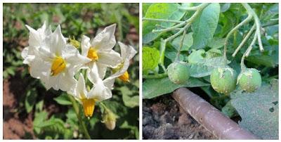 Metido en un huerto (IV)