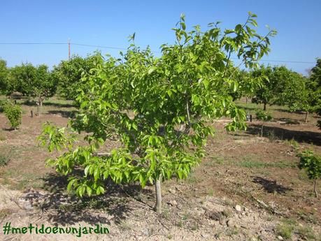 Huertas de abril... Vía Augusta