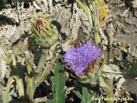 Huertas de abril... Vía Augusta