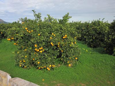 Campos de diciembre... El Puig