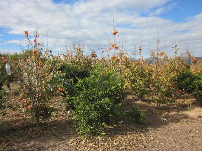 Campos de diciembre... El Puig
