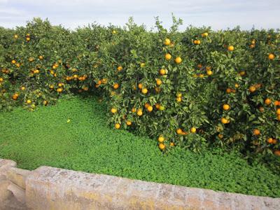 Campos de diciembre... El Puig